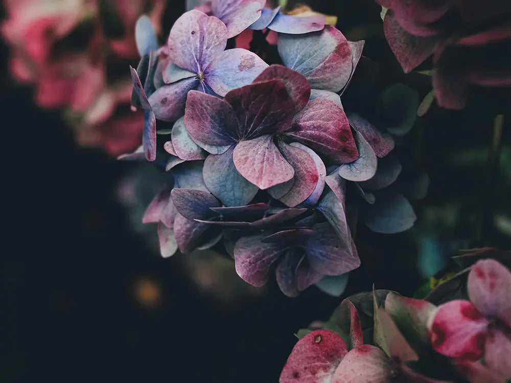 JNP-scent-floral_1000px.webp