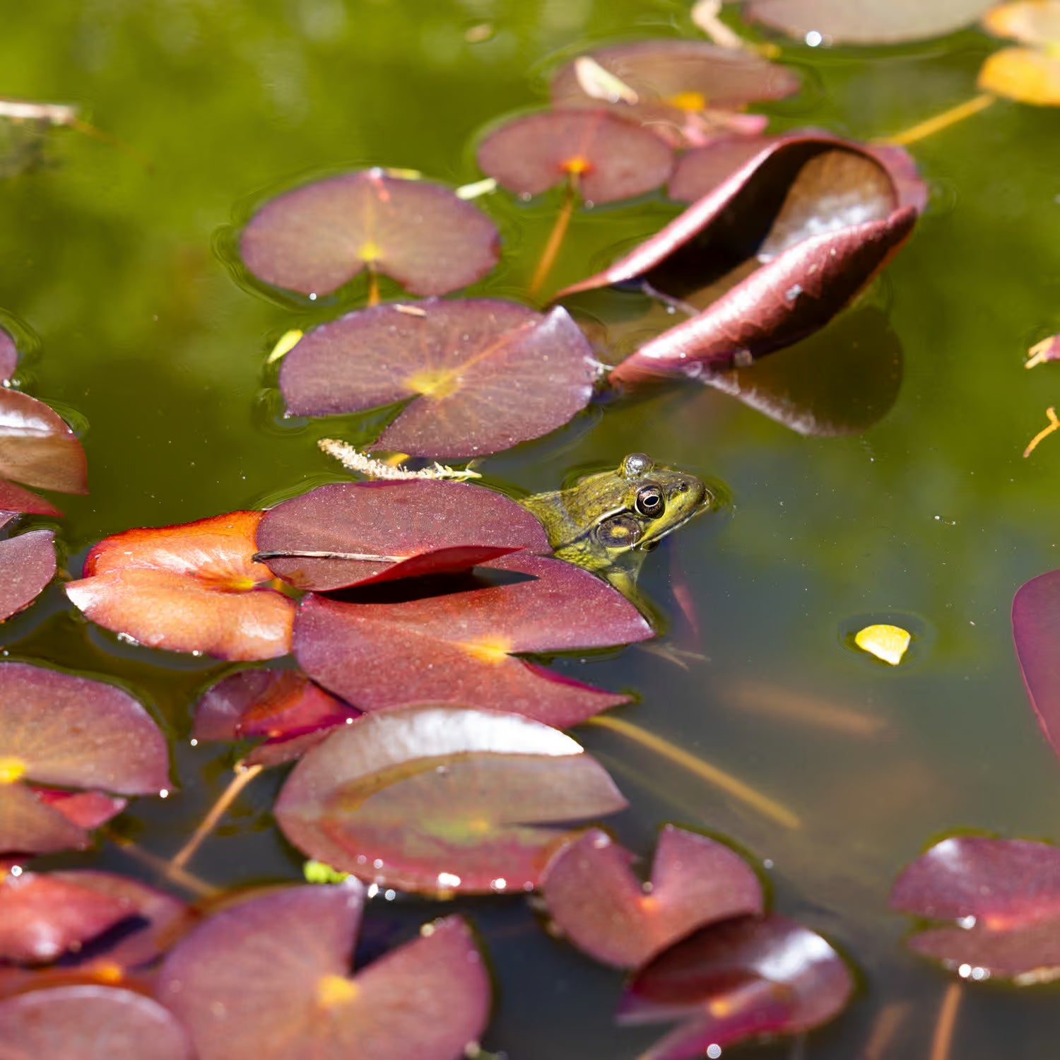 Closeup of a frog floating among pink water lilies in a pond