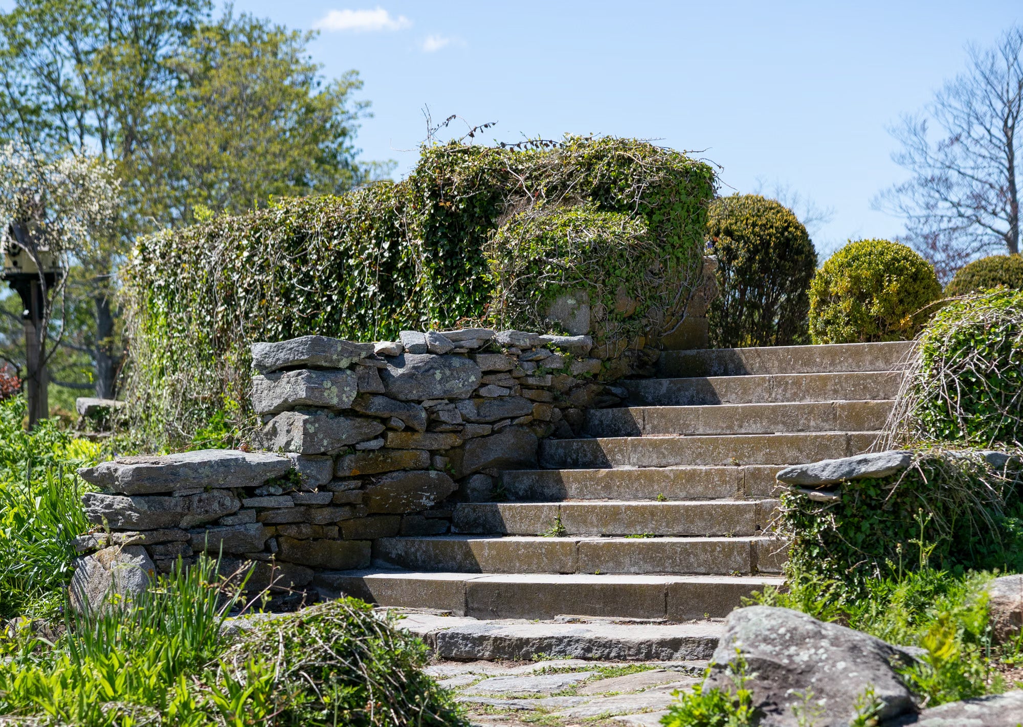 Old stone stairway covered in wild ivy on a bright sunny day in spring. 