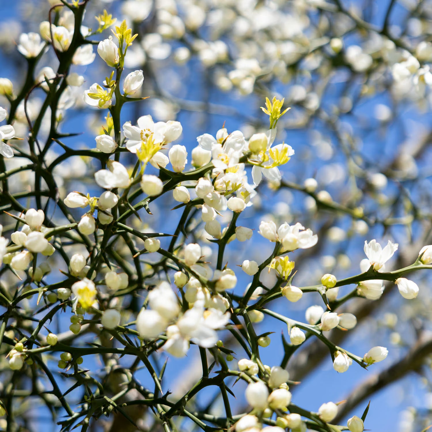Close up of white flowers against a bright blue sky.