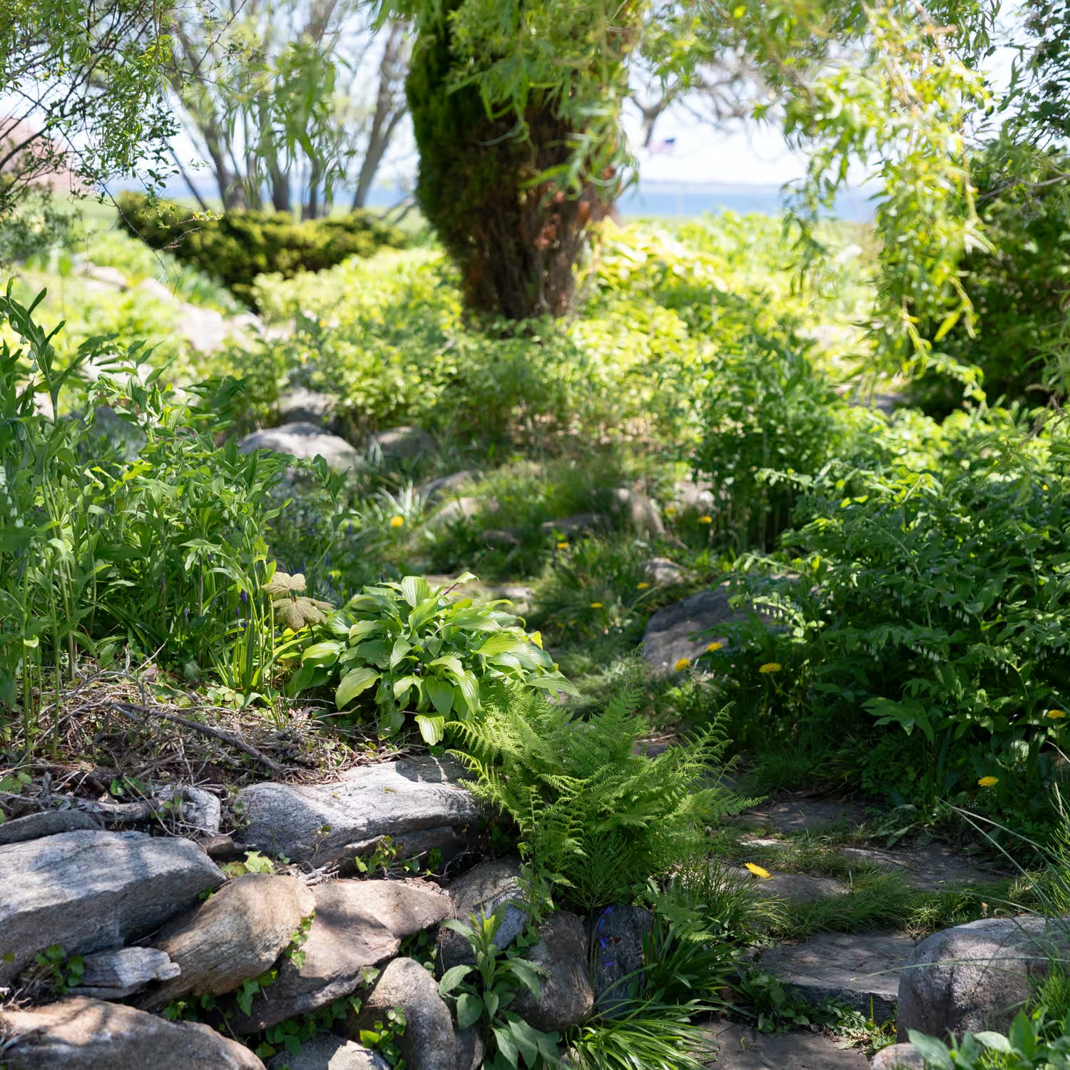 Native ferns and plants along a stone path under a willow tree near the coast