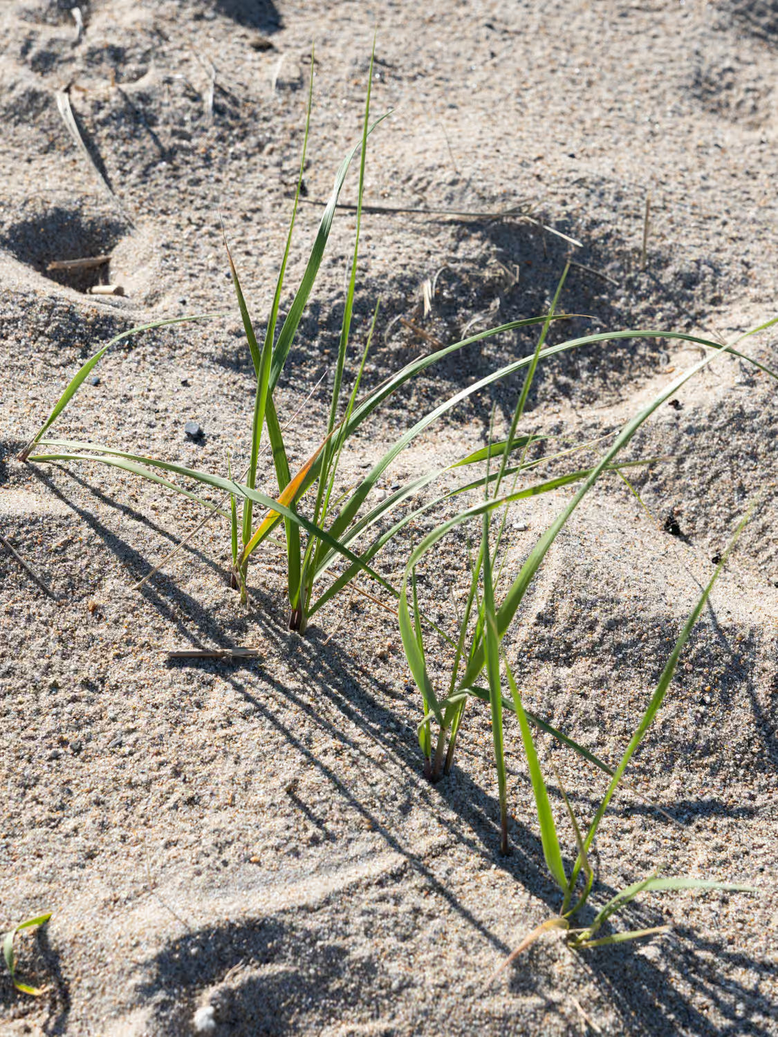 Closeup of grass growing through the sand