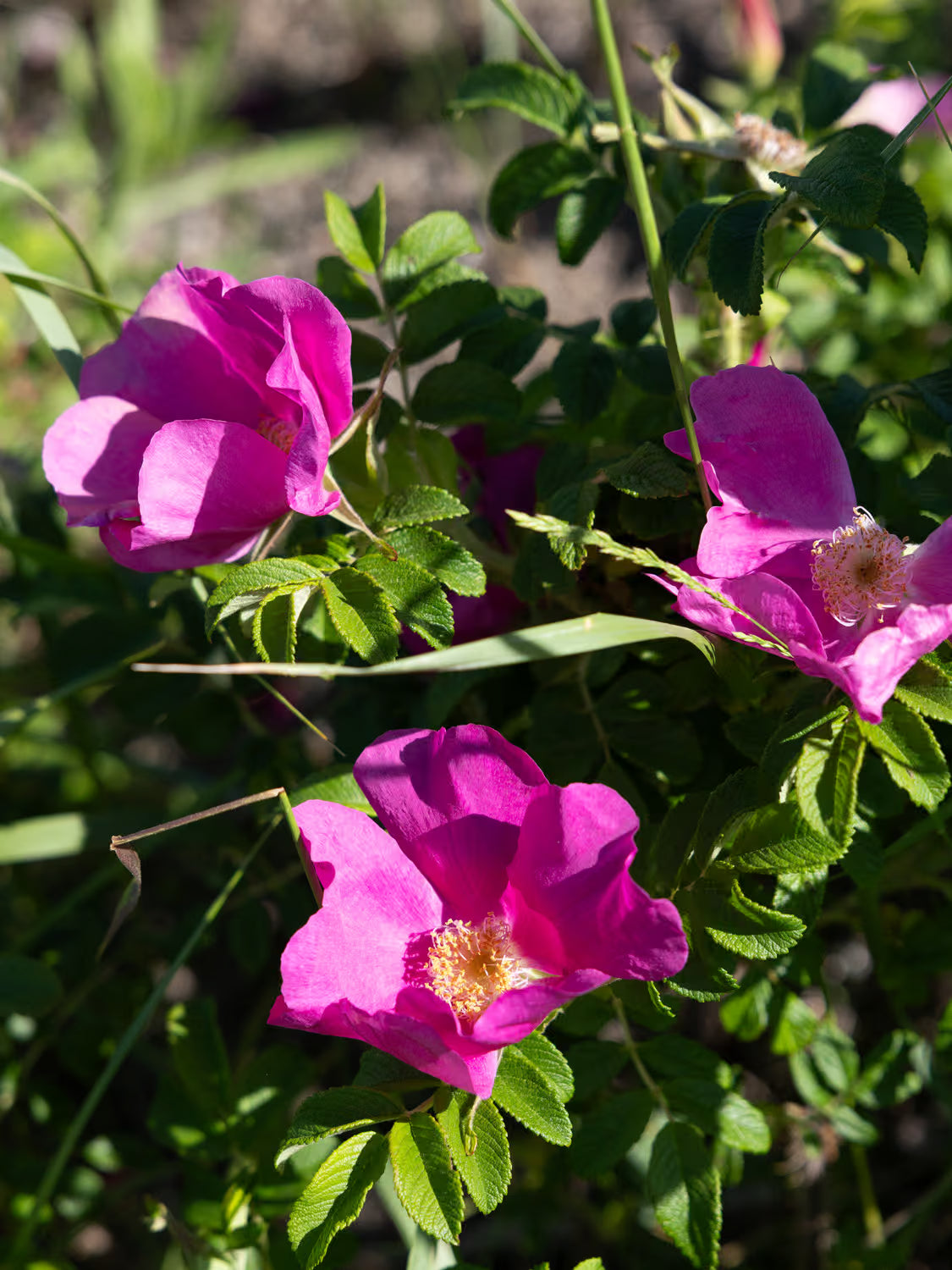Bright pink flowers with yellow centers on a green bush